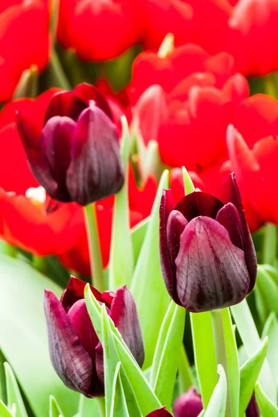 Tulipani colorati — Foto Stock