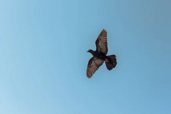 Seagull — Stock Photo, Image