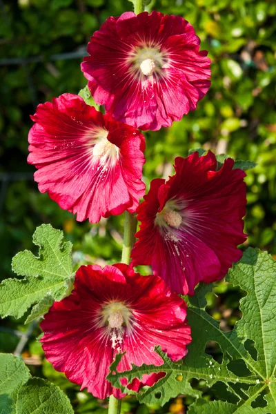 Flores coloridas que são bonitas — Fotografia de Stock