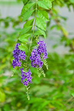 güzel renkli çiçekler