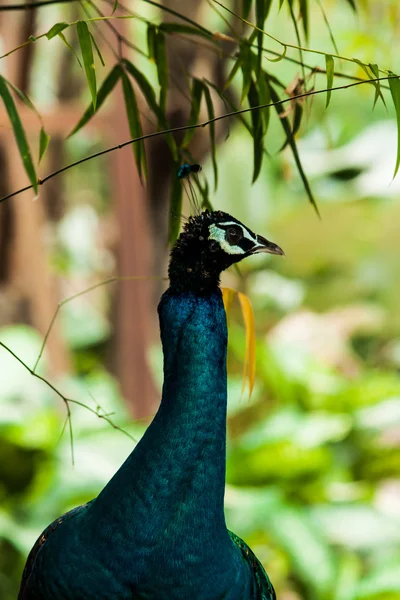 Groene mooie peacock — Stockfoto