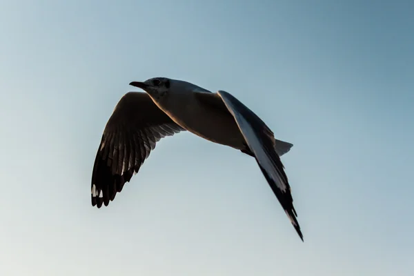 Meeuw — Stockfoto