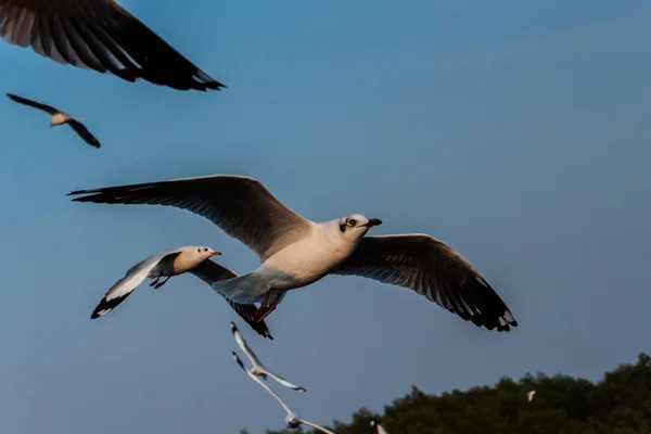 Möwe — Stockfoto