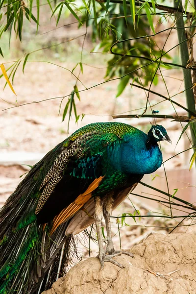 Green beautiful peacock — Stock Photo, Image