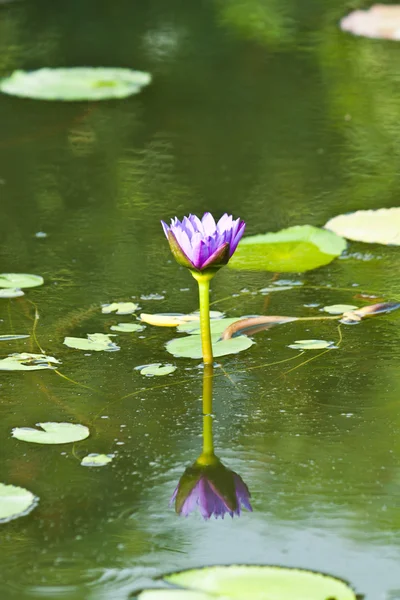 Lotus στον ποταμό — Φωτογραφία Αρχείου