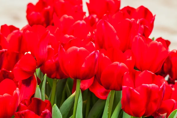 Kleurrijke tulpen — Stockfoto