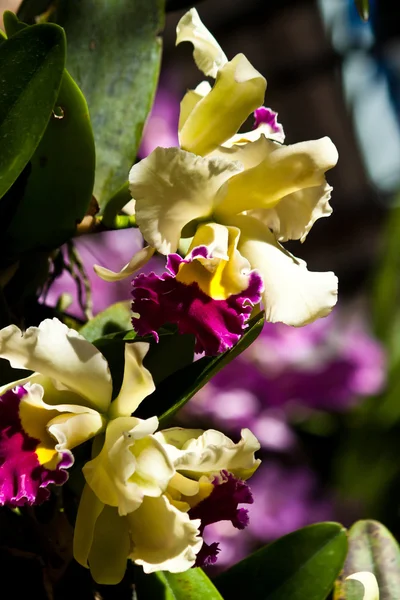 Hermosa orquídea púrpura — Foto de Stock