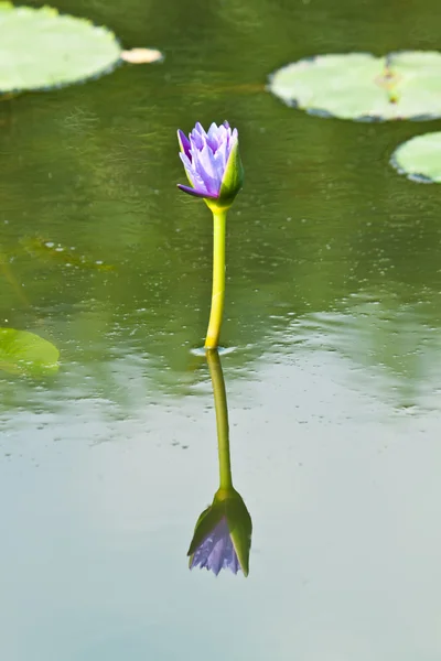 Lotus on the River — Stock Photo, Image