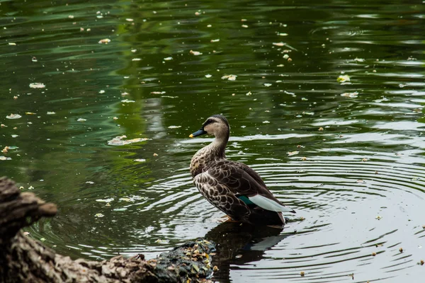 Lesser Whistling Duck Closeup — Stock Photo, Image