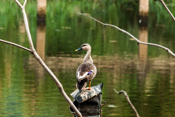 Mindere fluitend eend close-up — Stockfoto