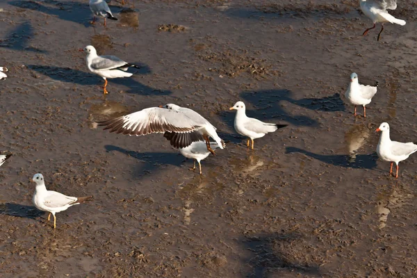 Seagull — Stock Photo, Image