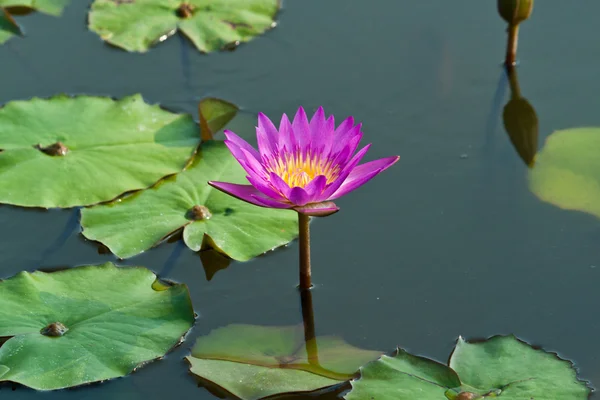 Lotus auf dem Fluss — Stockfoto