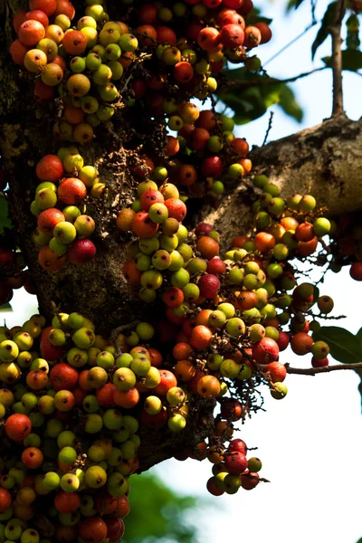 Ovoce a ovoce na stromě — Stock fotografie