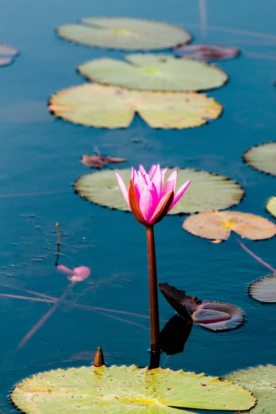 Jeziora lilii wodnej — Zdjęcie stockowe