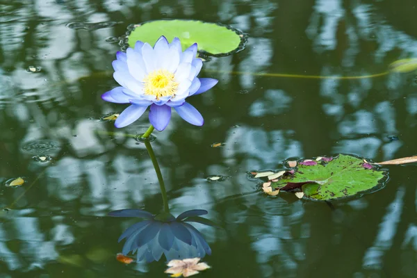 Lotus on the River — Stock Photo, Image