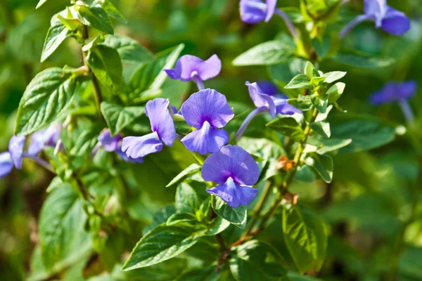 色とりどりの花は美しい — ストック写真