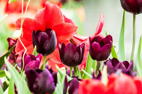Tulipes colorées — Photo