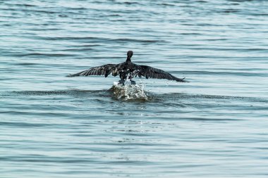 daha az ıslıkçı ördek portre