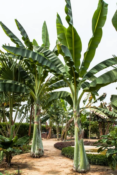 Bündel reifender Bananen am Baum — Stockfoto