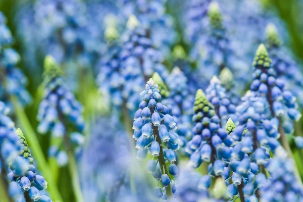 Bunte Blumen, die schön und vielfältig sind — Stockfoto