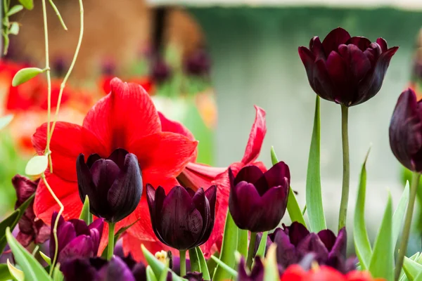 Colorful tulips — Stock Photo, Image