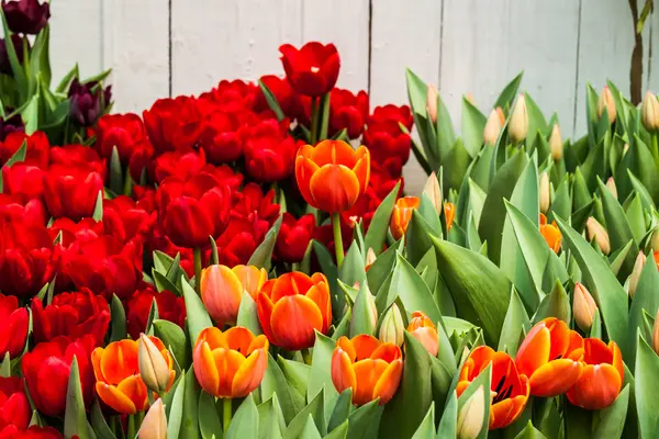 Kleurrijke tulpen — Stockfoto