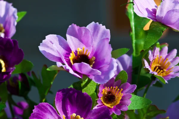 Beautiful spring flowers — Stock Photo, Image