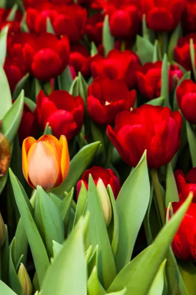 Kleurrijke tulpen — Stockfoto