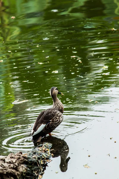 Menší pískání closeup kachna — Stock fotografie