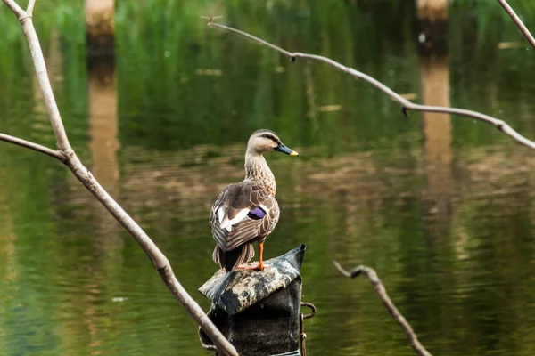 Lesser Whistling Duck Close up — стоковое фото