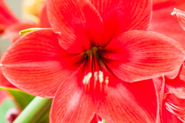 Colorful flowers that are beautiful and varied — Stock Photo, Image