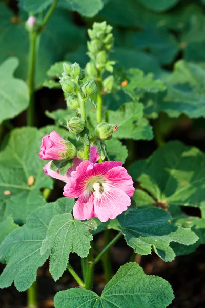 Bunte Blumen, die schön sind — Stockfoto