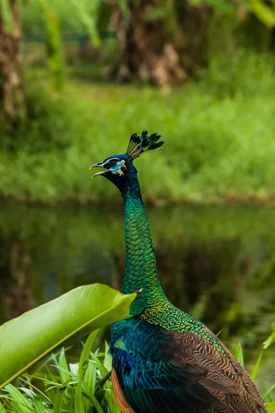 Grön vacker påfågel — Stockfoto
