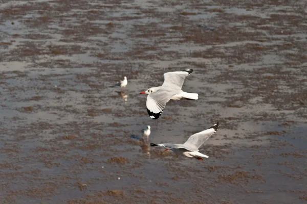 Möwe — Stockfoto