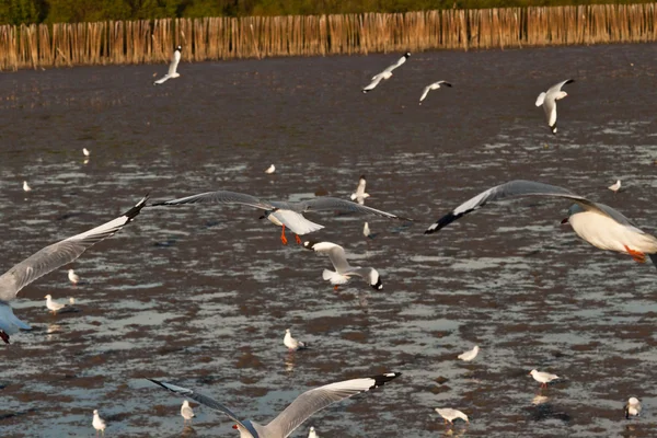 Gaivota — Fotografia de Stock