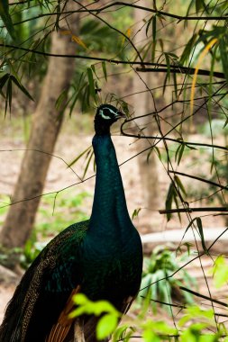 Yeşil güzel tavuskuşu