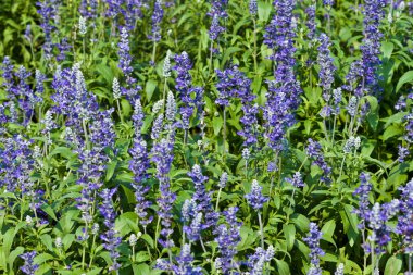 güzel renkli çiçekler