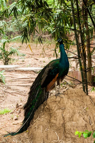 Grön vacker påfågel — Stockfoto