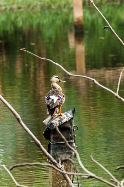 Petit sifflet Canard Gros plan — Photo