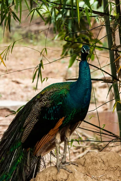 Groene mooie peacock — Stockfoto