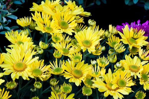 Hermosas flores de primavera —  Fotos de Stock