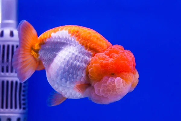 Fisch heimisch — Stockfoto