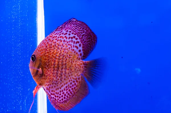 Fisch heimisch — Stockfoto