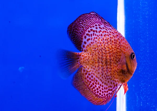 Fish native — Stock Photo, Image