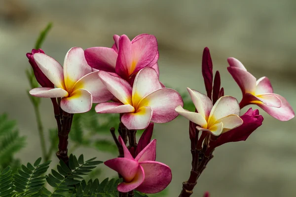 Colorful flowers that are beautiful — Stock Photo, Image