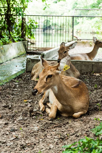 Red Deer — Stock Photo, Image