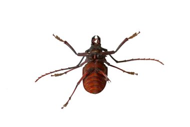 Scarab.