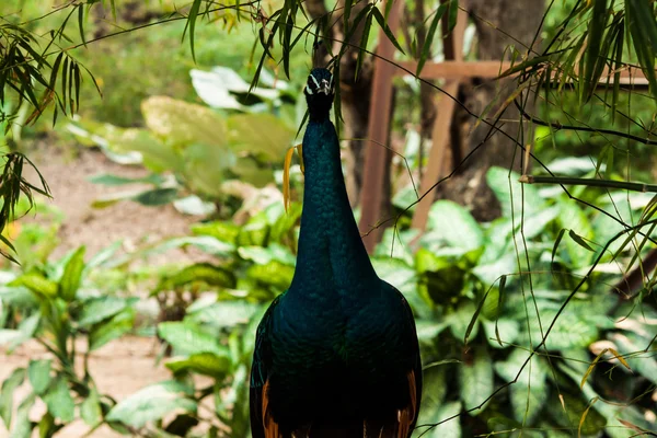绿色美丽的孔雀 — 图库照片