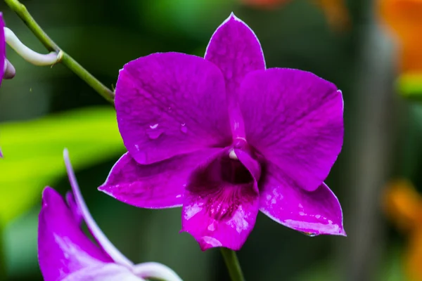 Beautiful spring flowers — Stock Photo, Image