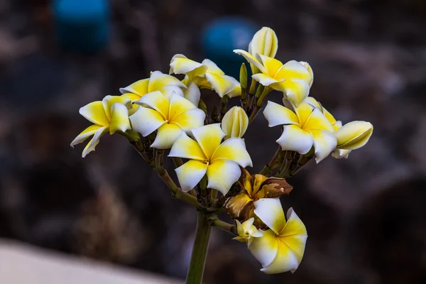 Flores coloridas que são bonitas — Fotografia de Stock